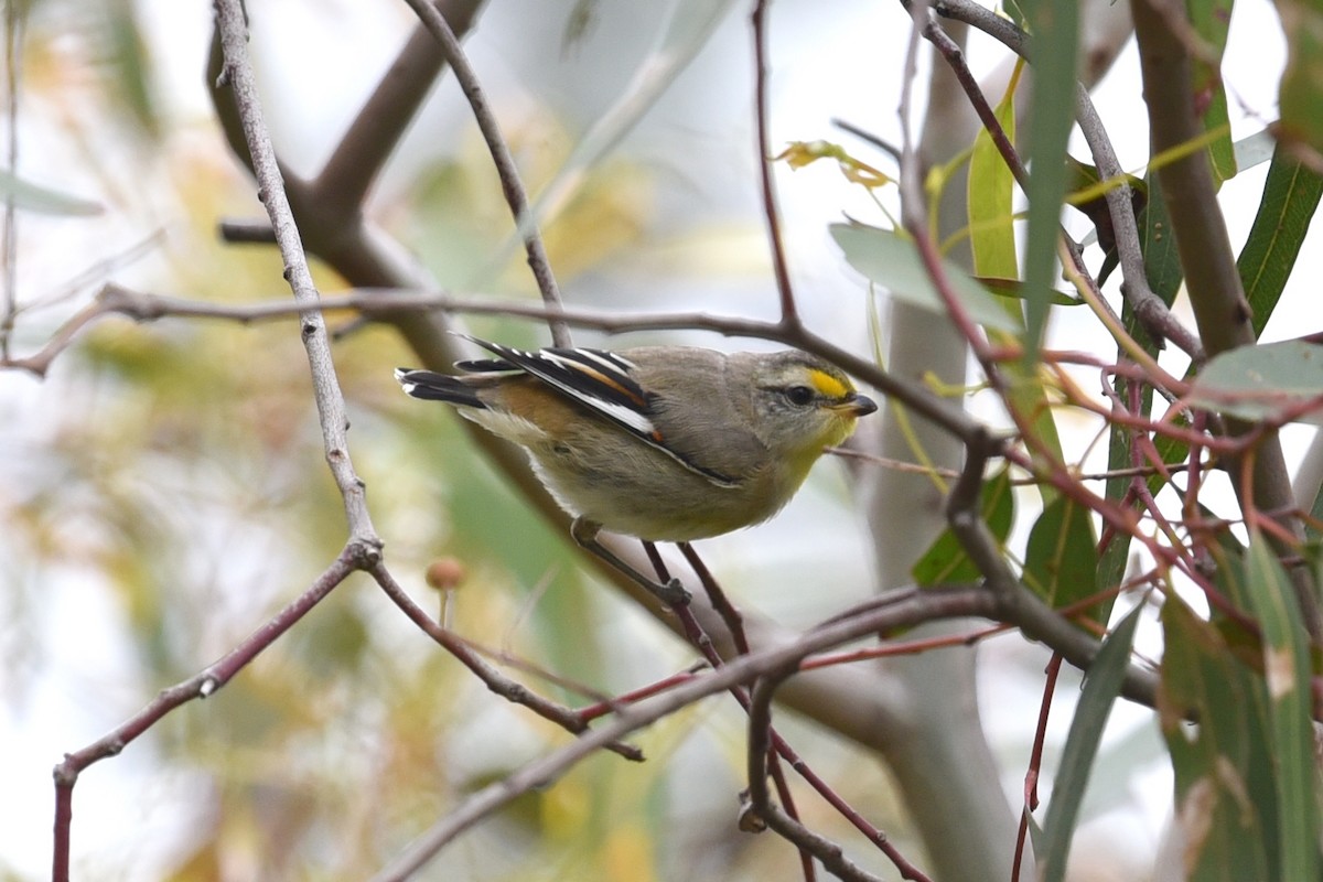 Striated Pardalote - ML647337344