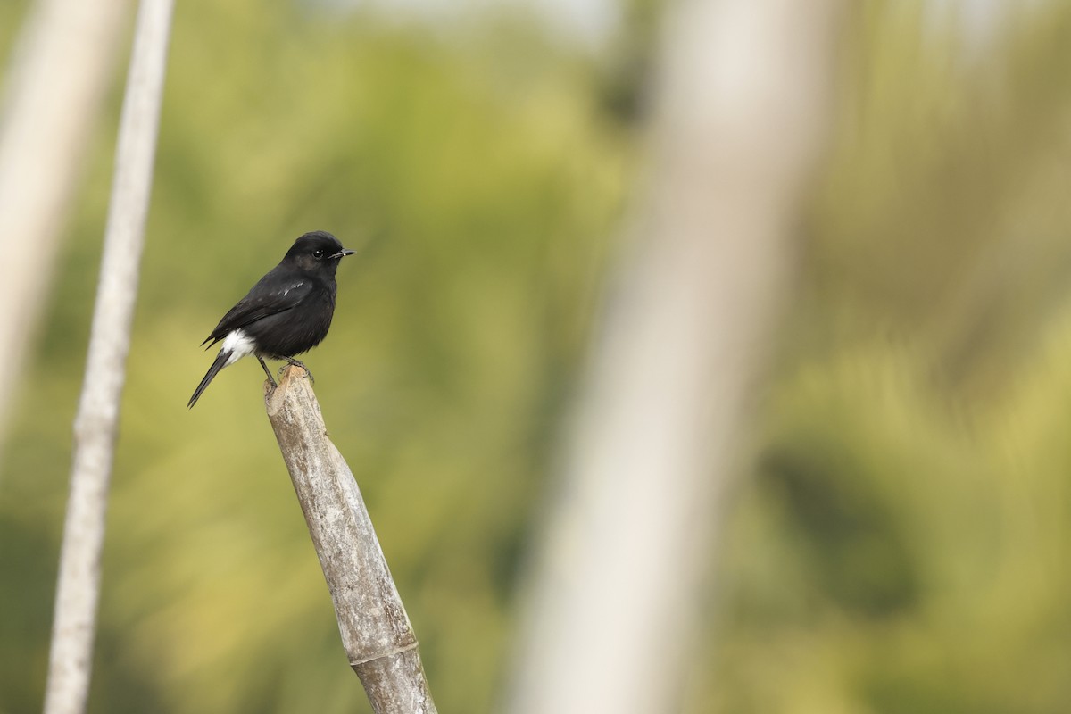Pied Bushchat - ML647337346