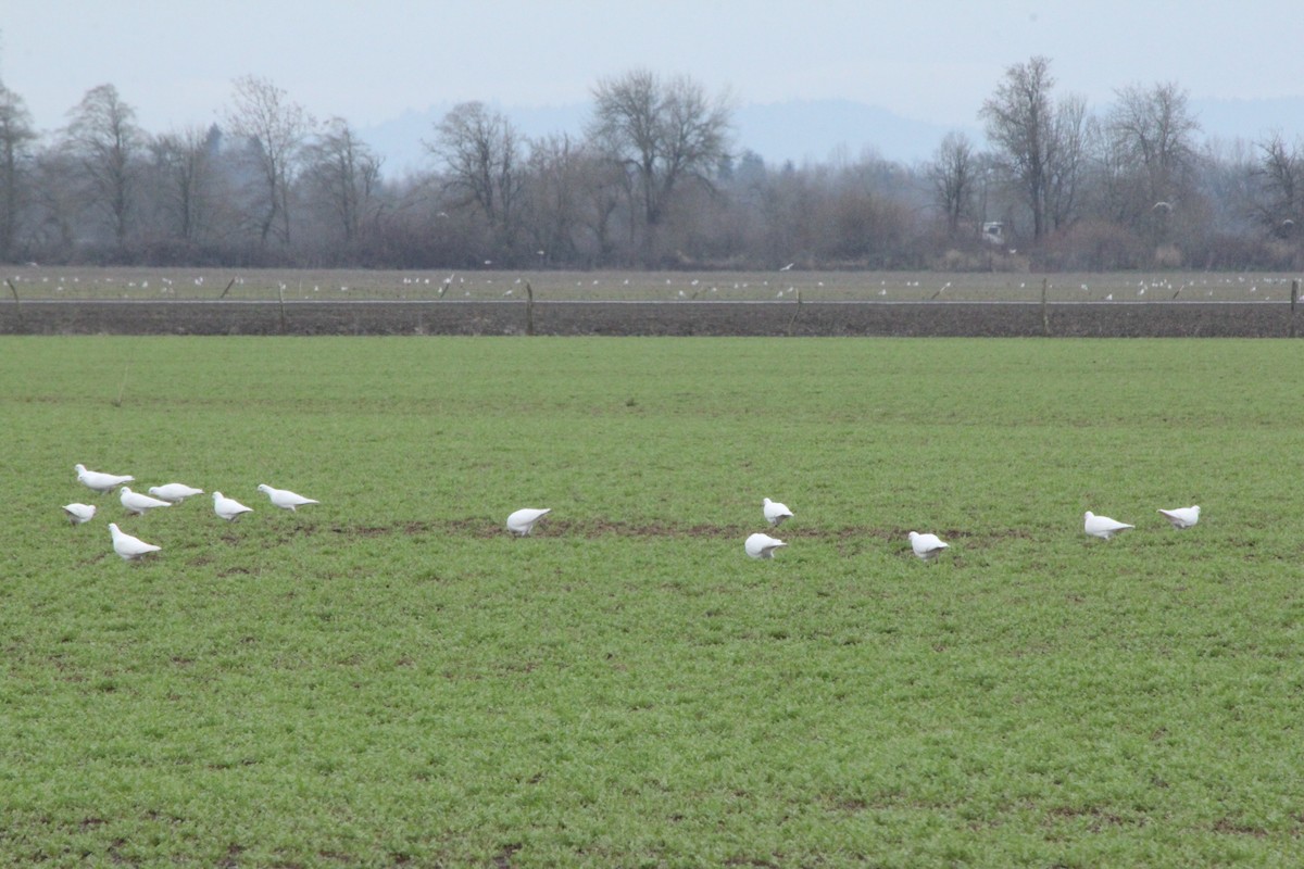 Rock Pigeon (Feral Pigeon) - ML647337347
