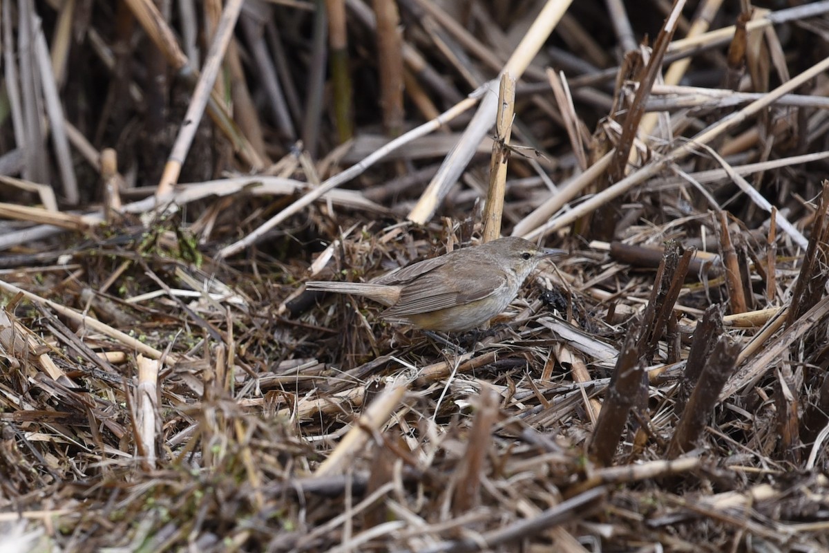 Australian Reed Warbler - ML647337351