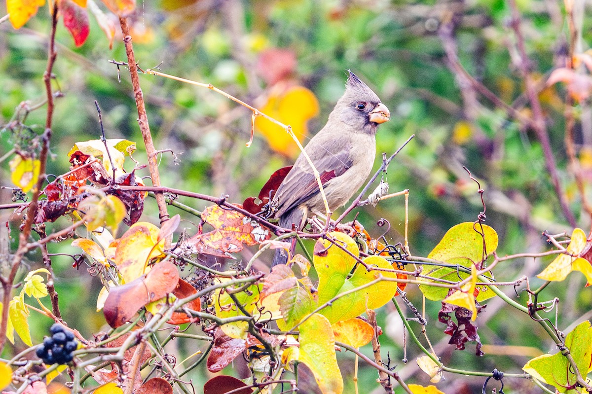 Pyrrhuloxia - ML647337353