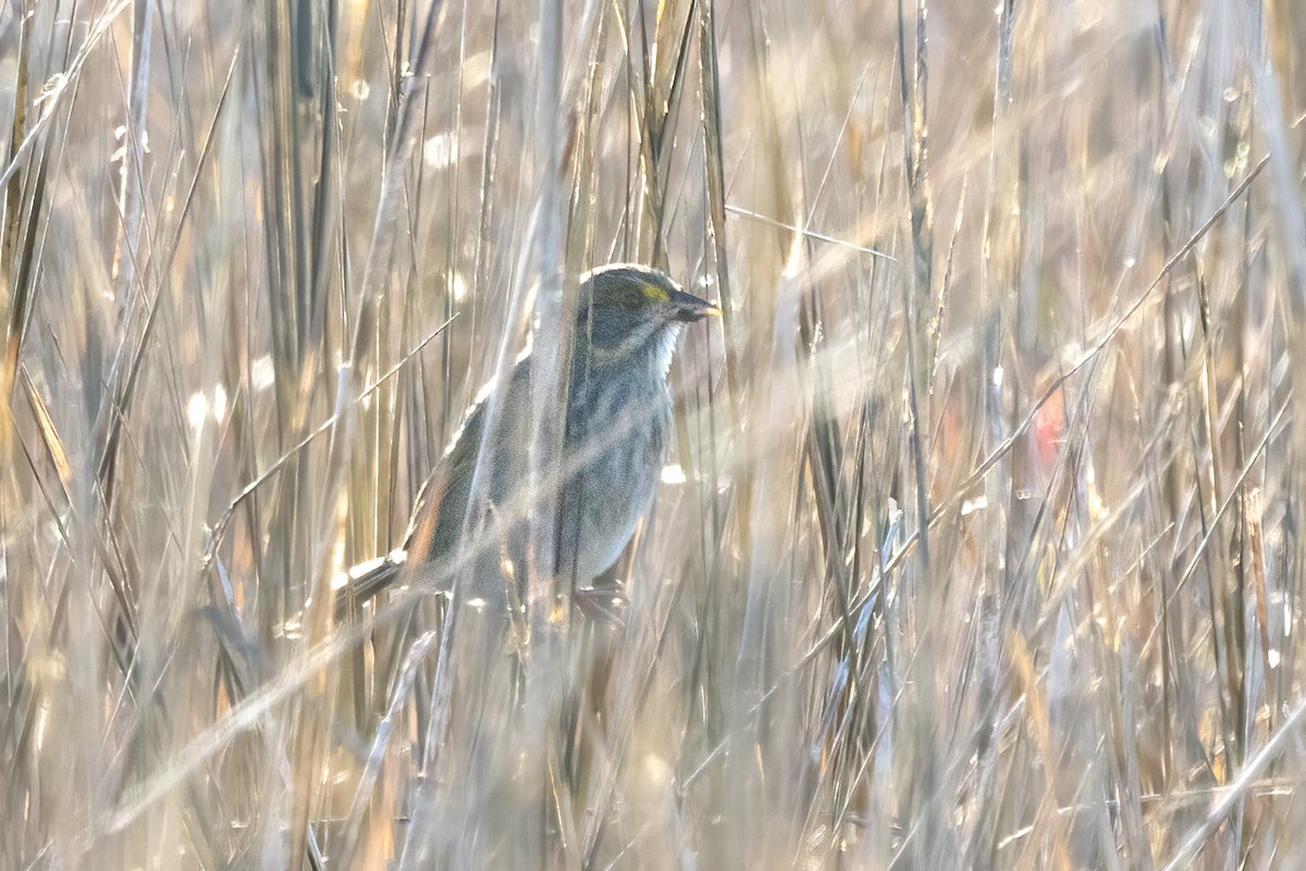 Seaside Sparrow - ML647337354