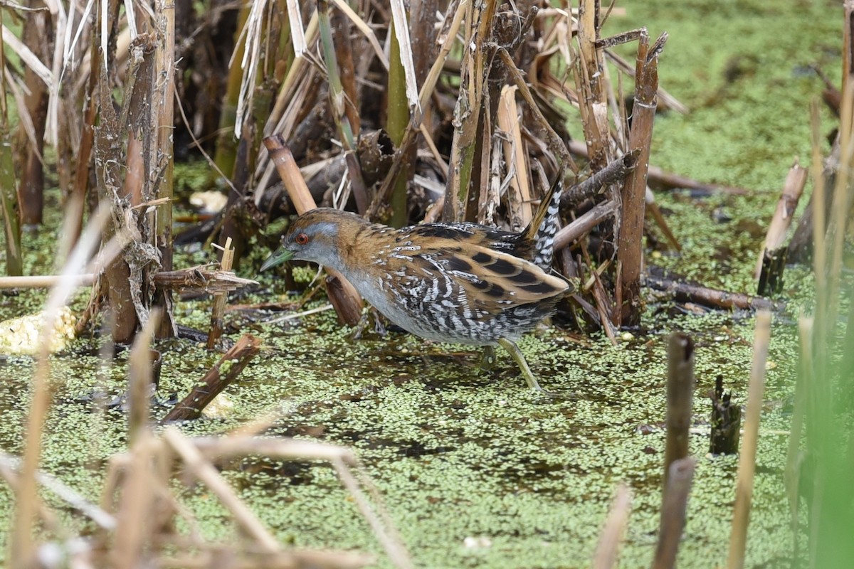 Baillon's Crake - ML647337358