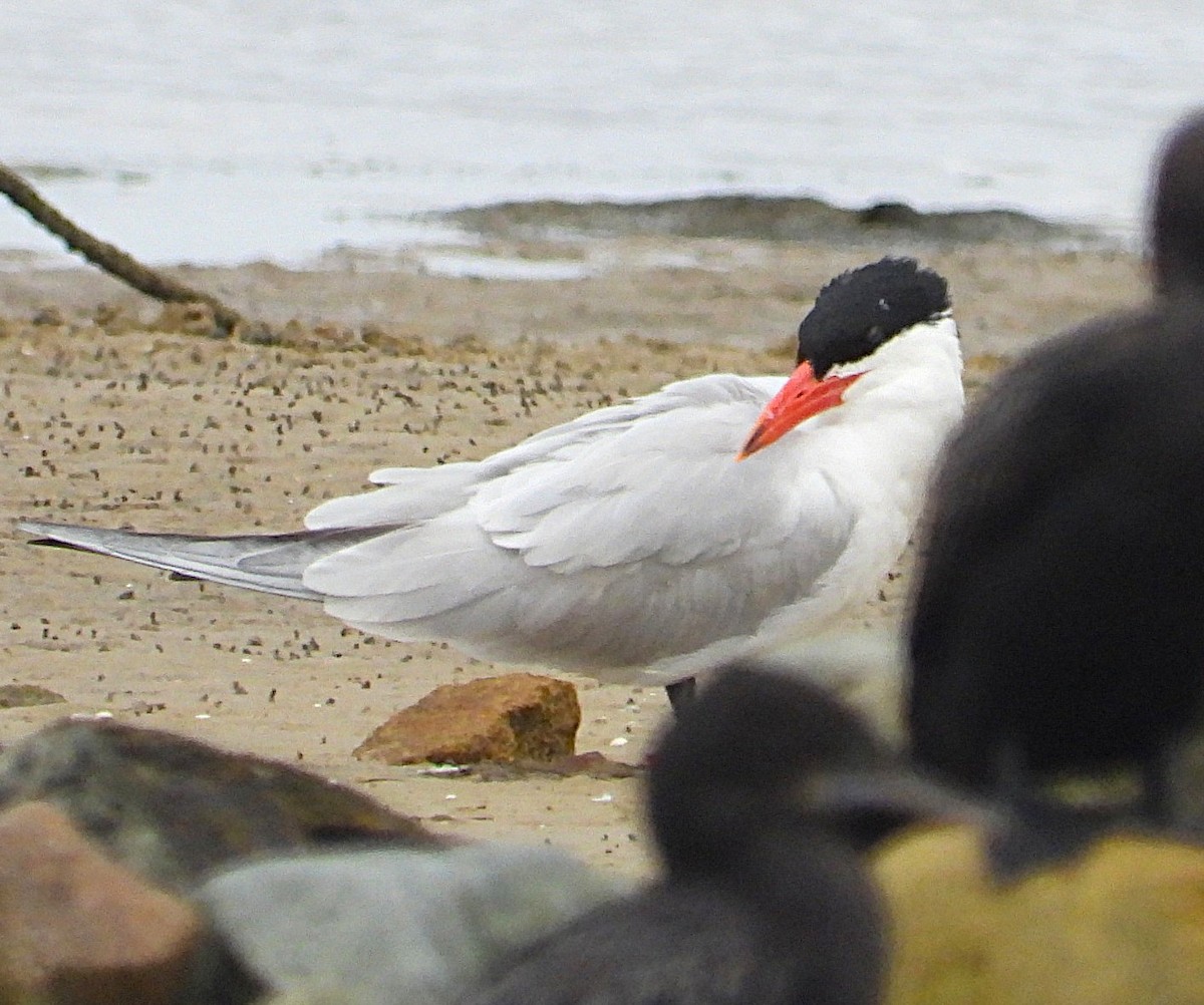 Caspian Tern - ML647337359