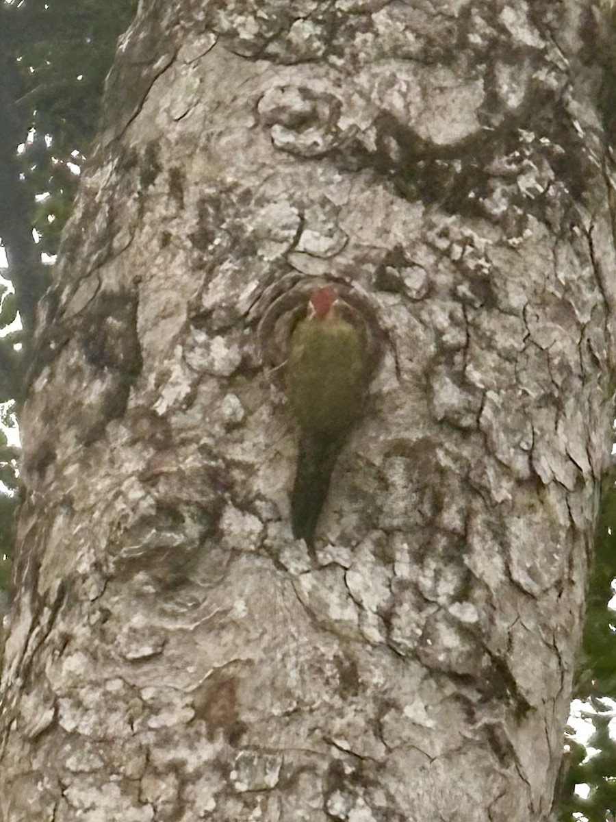 kniplingsspett - ML647337365