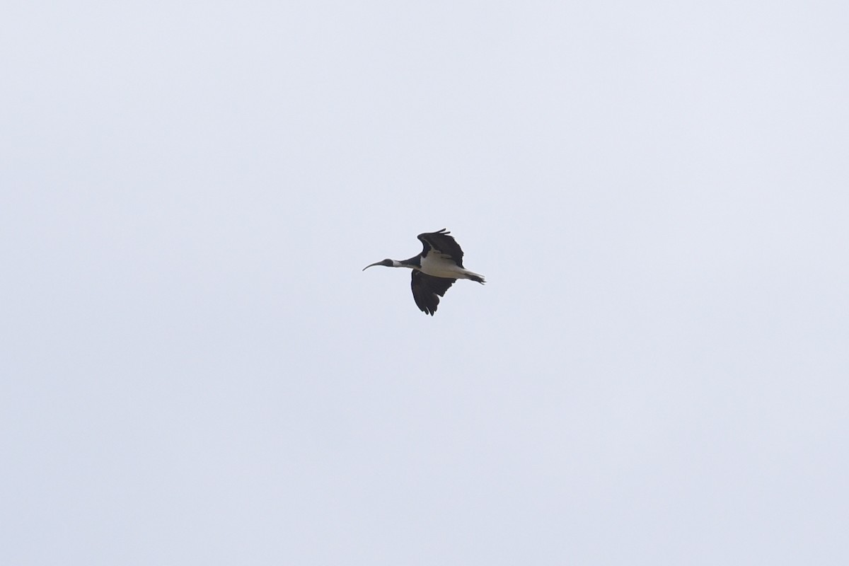 Straw-necked Ibis - ML647337366
