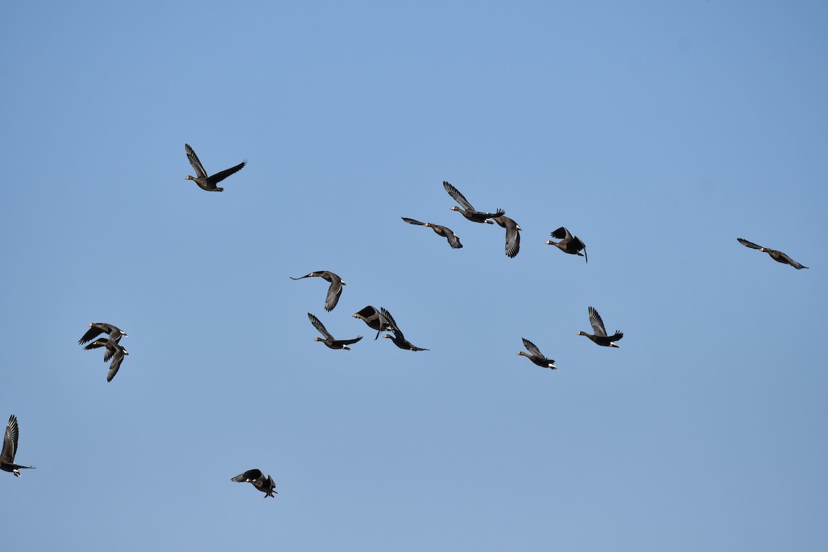 Greater White-fronted Goose - ML647337369