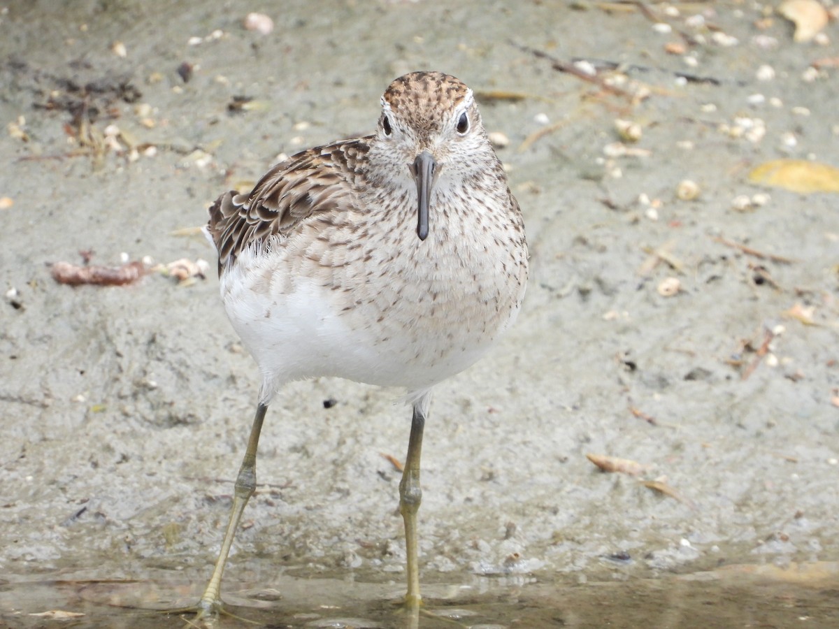 Sharp-tailed Sandpiper - ML647337371