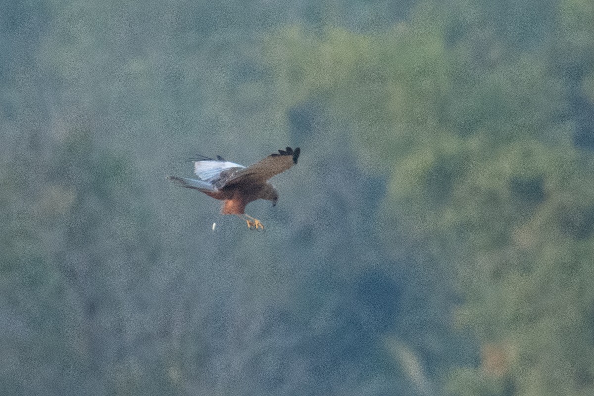 זרון סוף - ML647337379