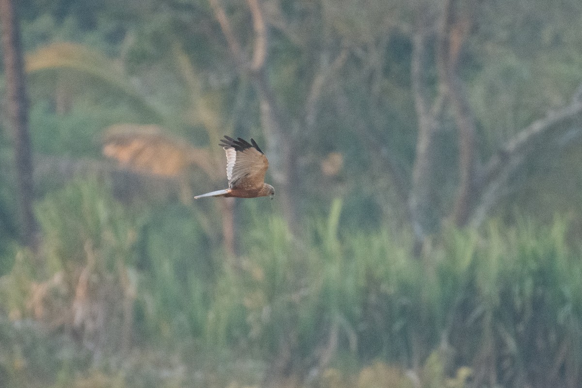 זרון סוף - ML647337380