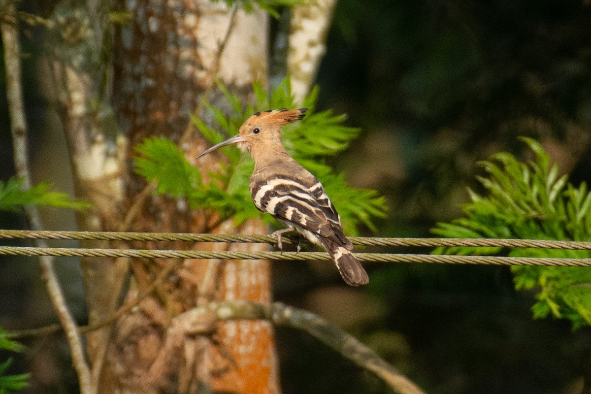 דוכיפת - ML647337382