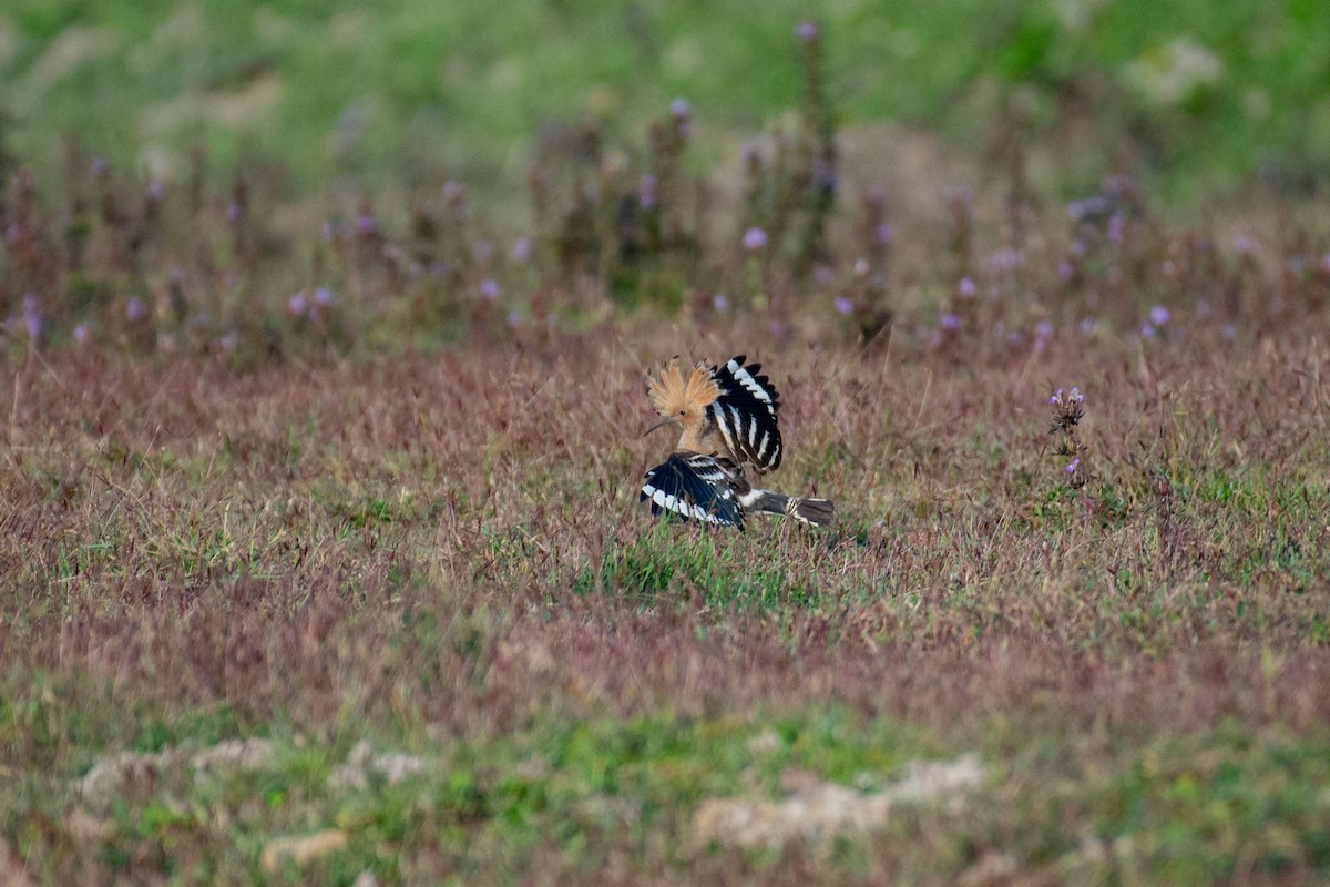 דוכיפת - ML647337383