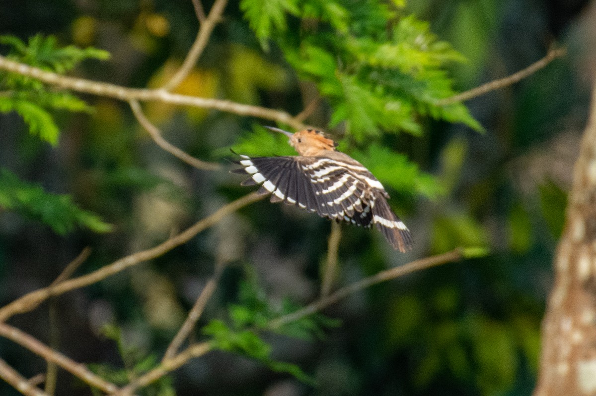 דוכיפת - ML647337384
