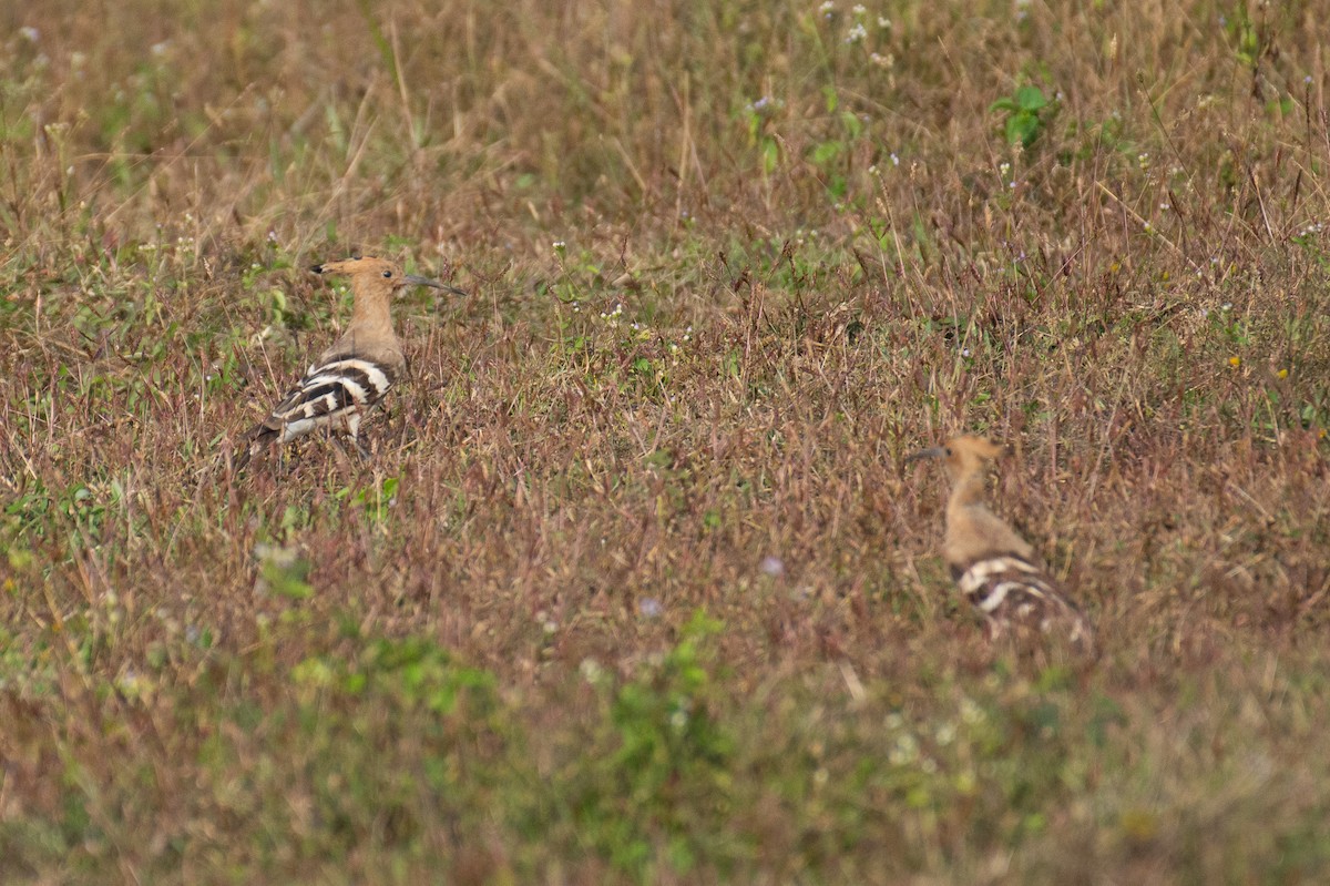 דוכיפת - ML647337385