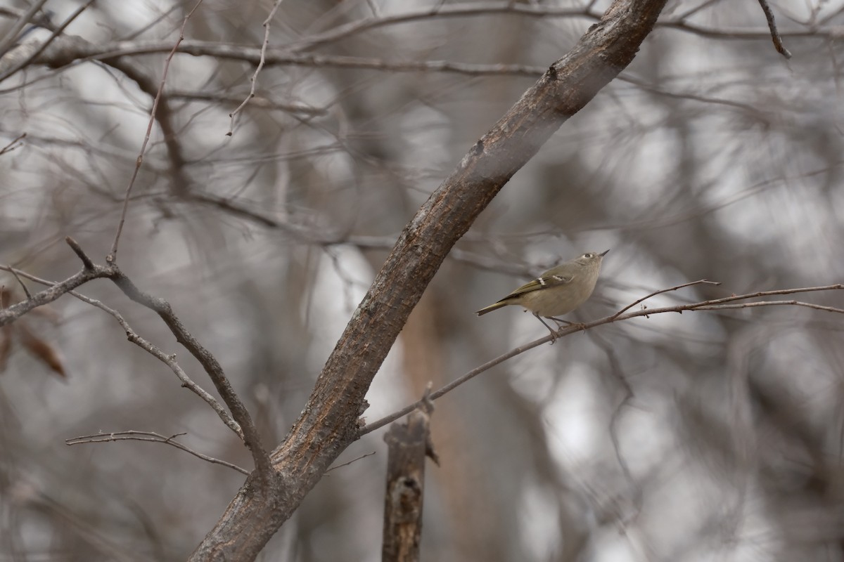 Ruby-crowned Kinglet - ML647337386