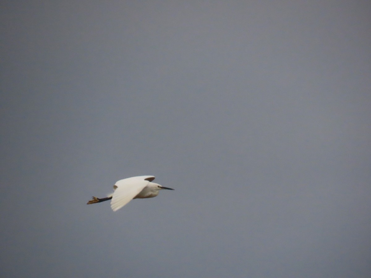 小白鷺 - ML647337388