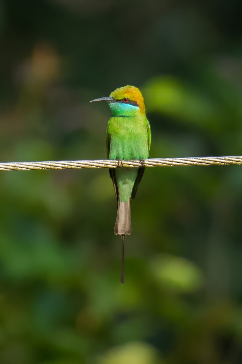 שרקרק חום כיפה - ML647337389