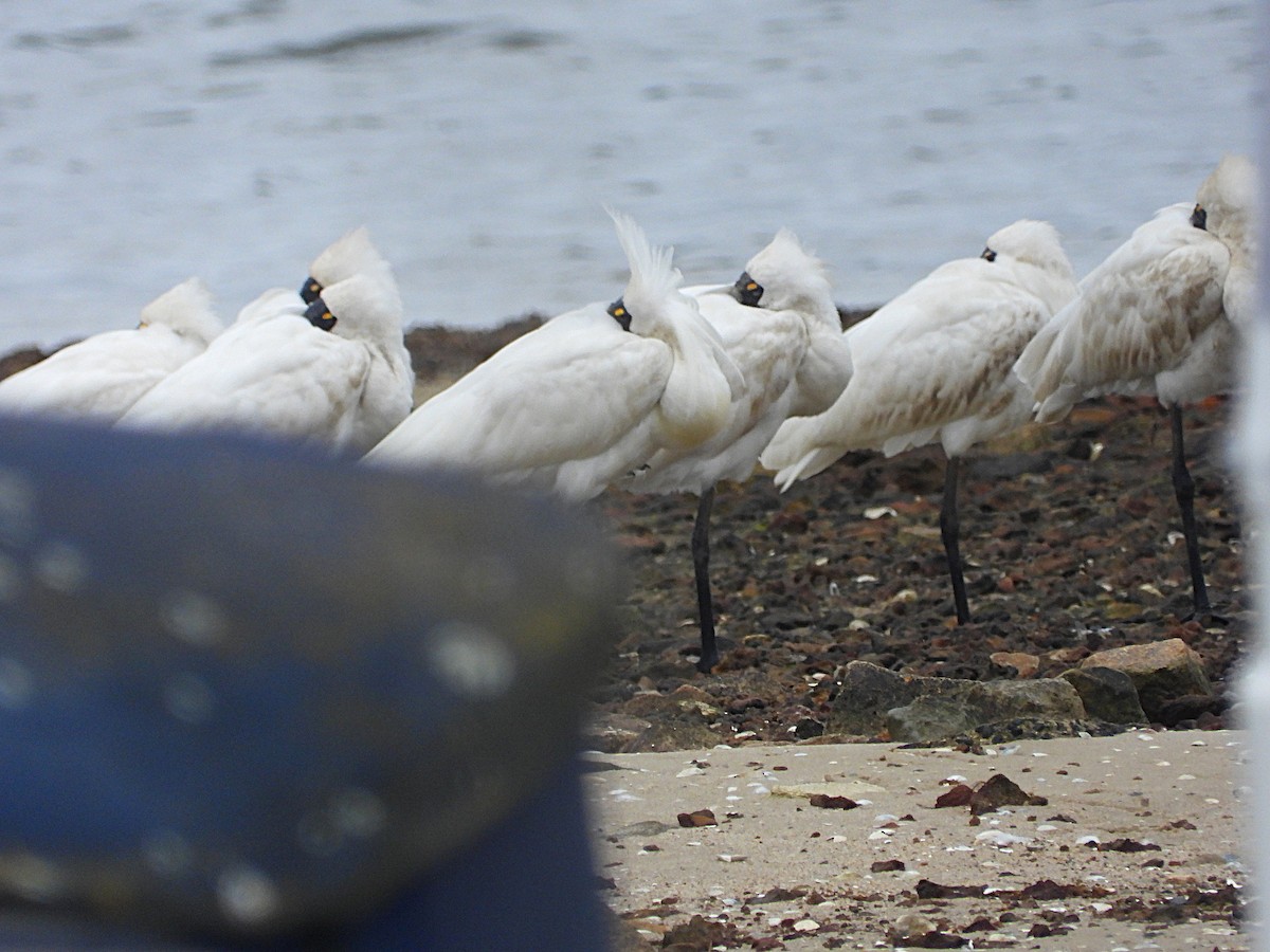 Royal Spoonbill - ML647337391