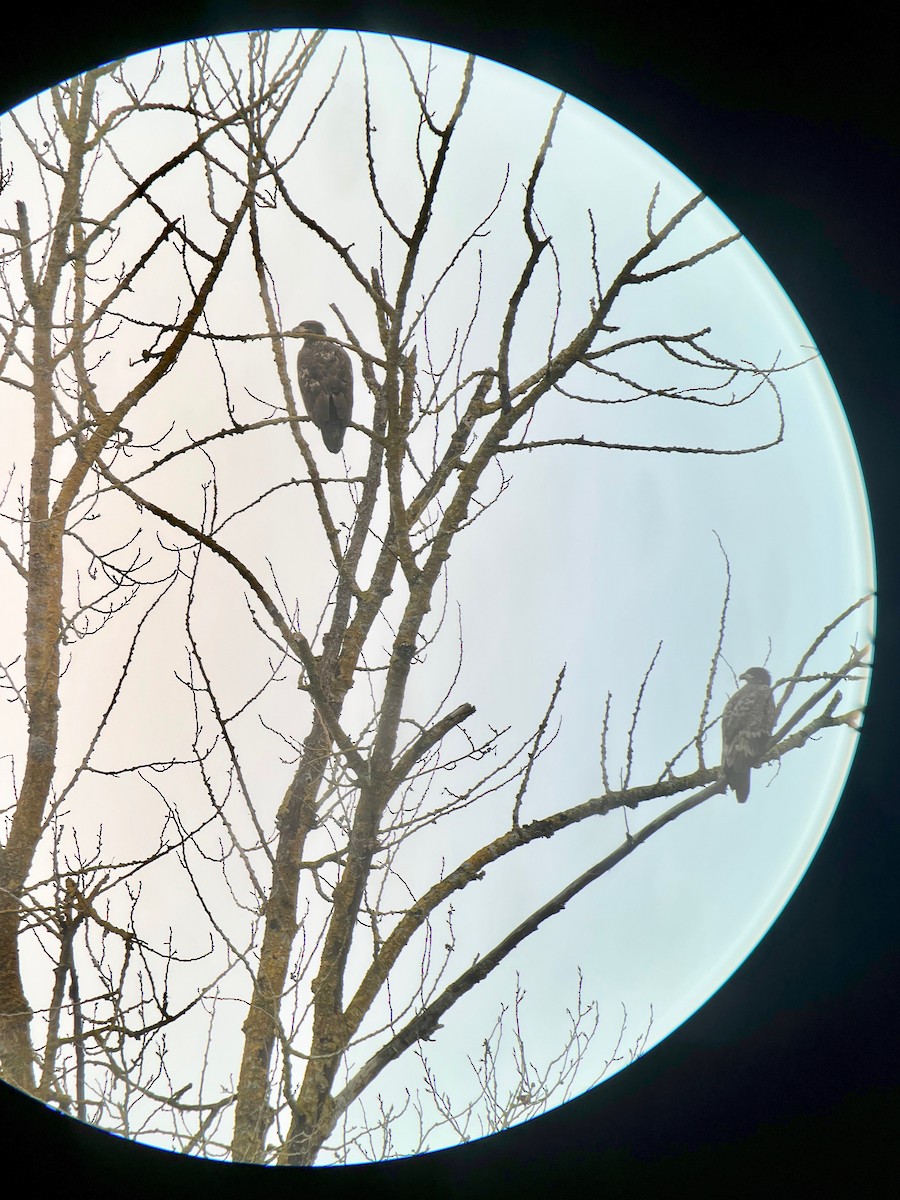 Bald Eagle - ML647337393