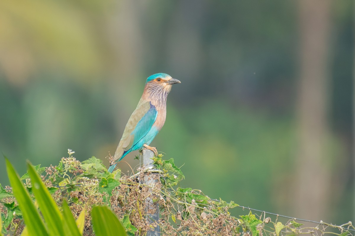 Indian Roller - ML647337394
