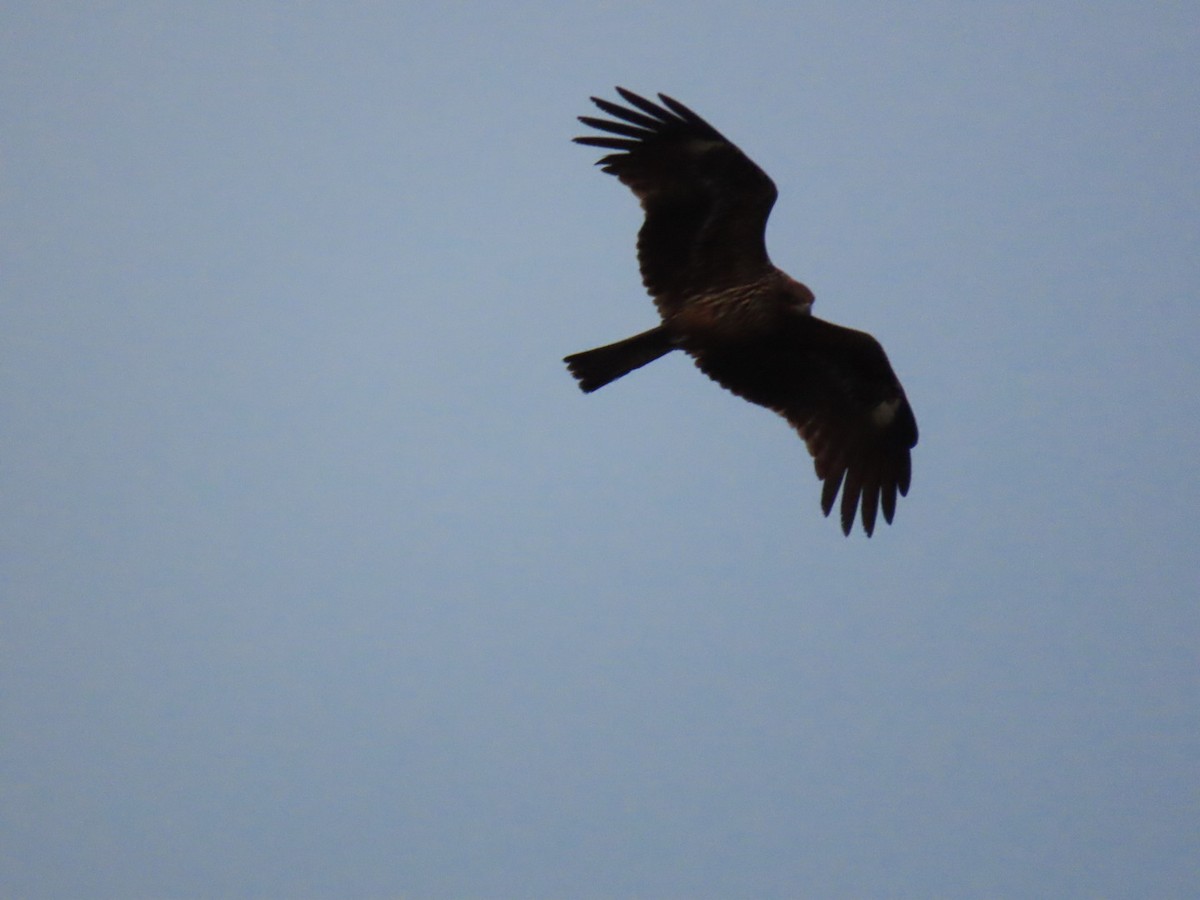 黑鳶 - ML647337395