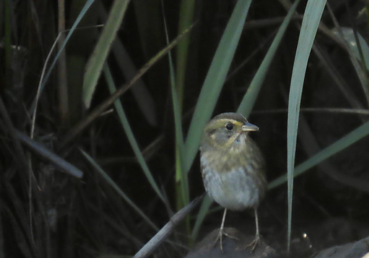 nålstjertspurv - ML647337397