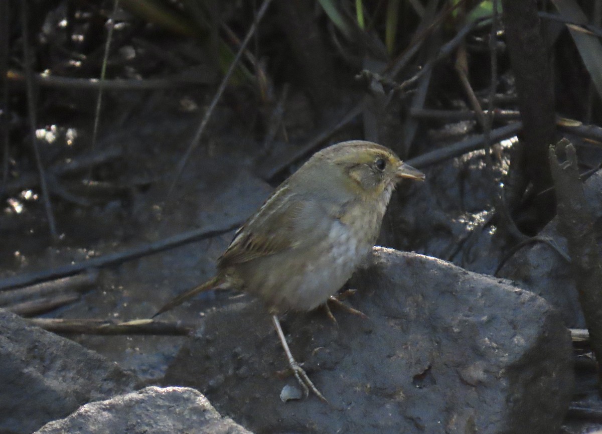 nålstjertspurv - ML647337398