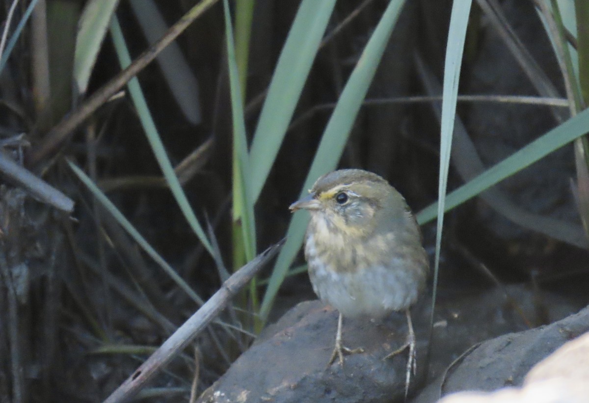 nålstjertspurv - ML647337399