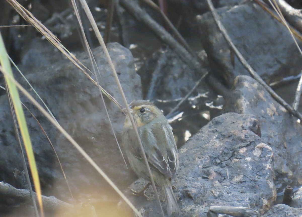 nålstjertspurv - ML647337400