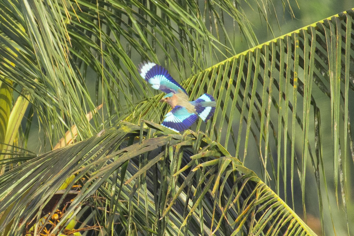 Indian Roller - ML647337401