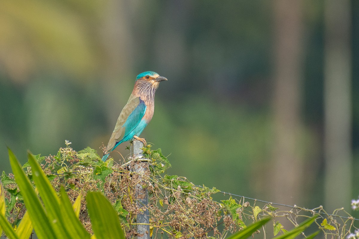 Indian Roller - ML647337402