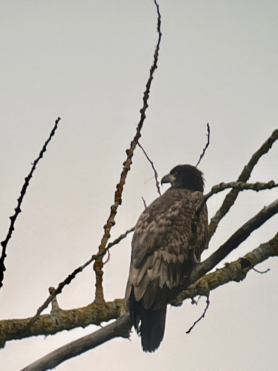 Bald Eagle - ML647337404