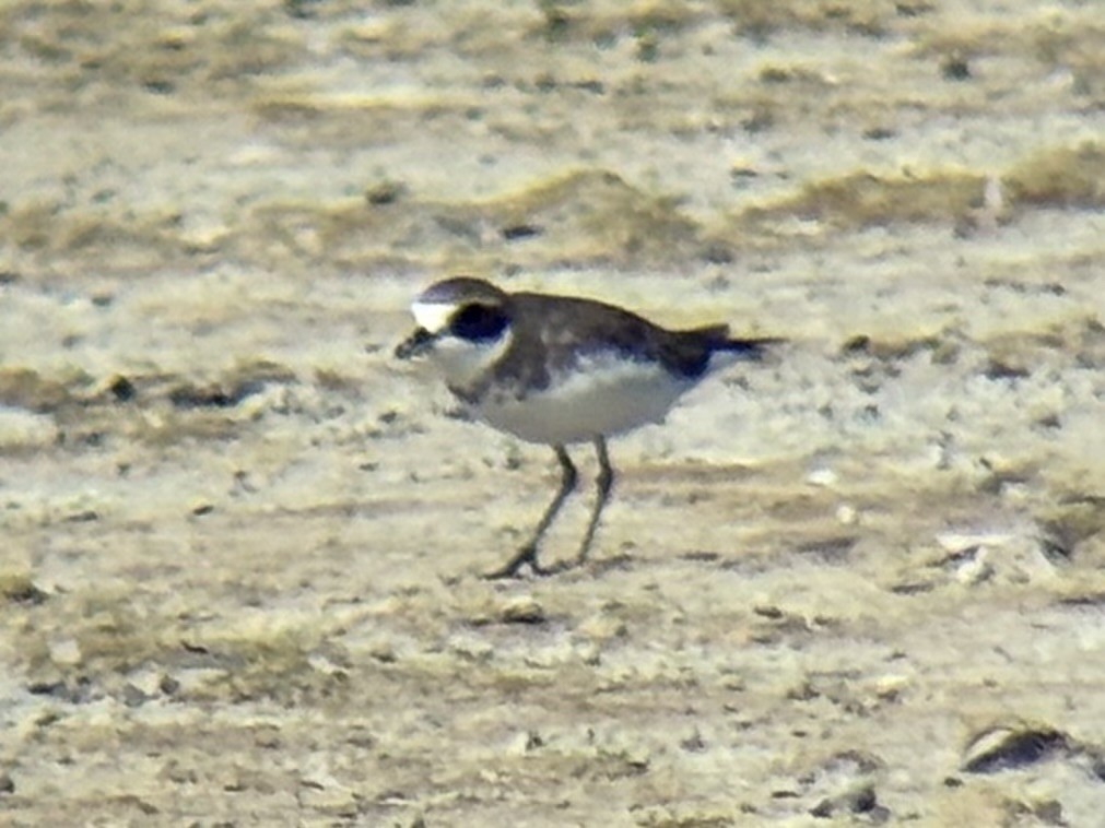sand-plover sp. - ML647337407