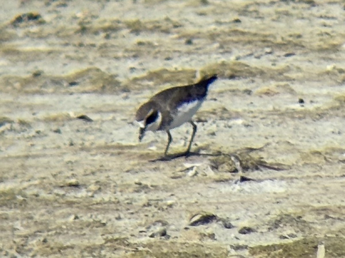 sand-plover sp. - ML647337408