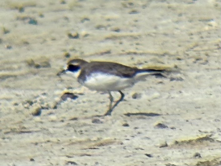 sand-plover sp. - ML647337409