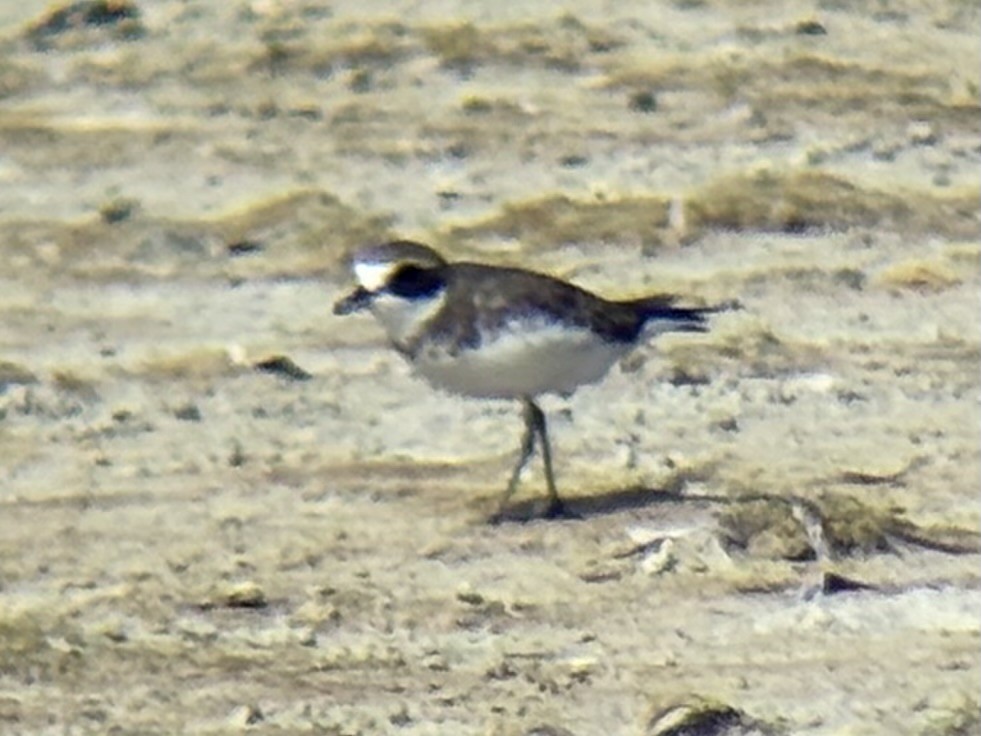 sand-plover sp. - ML647337410