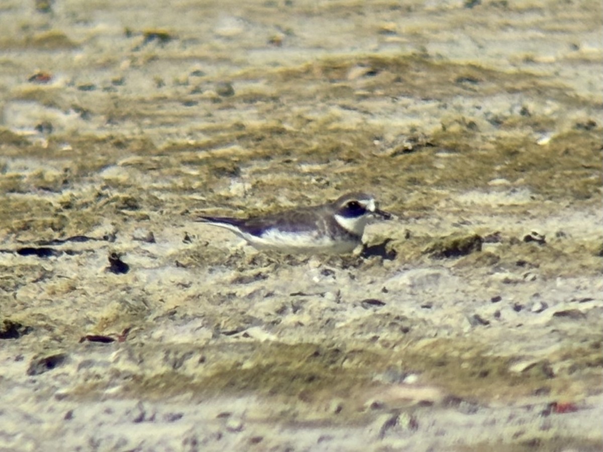 sand-plover sp. - ML647337411