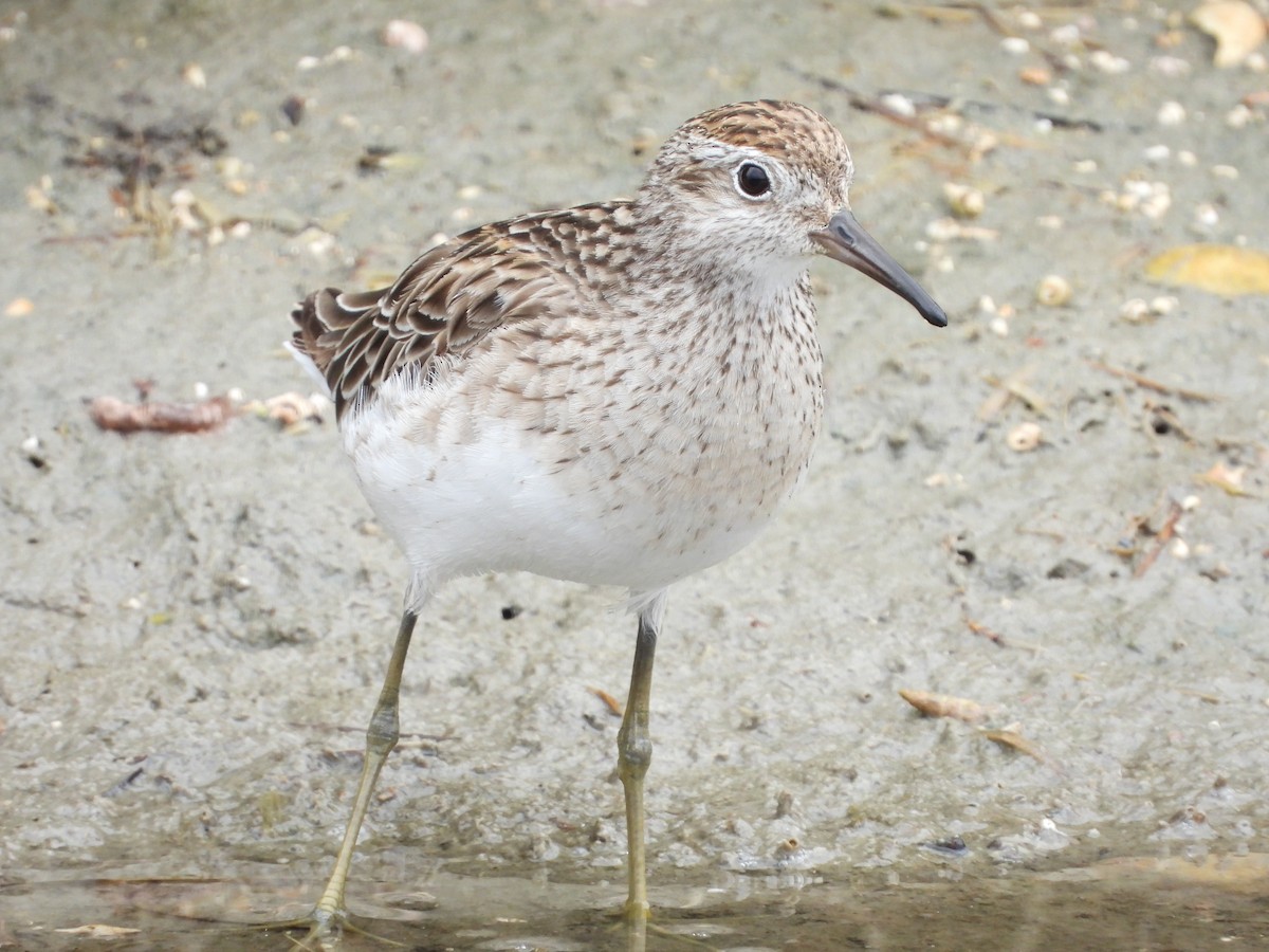 Sharp-tailed Sandpiper - ML647337416