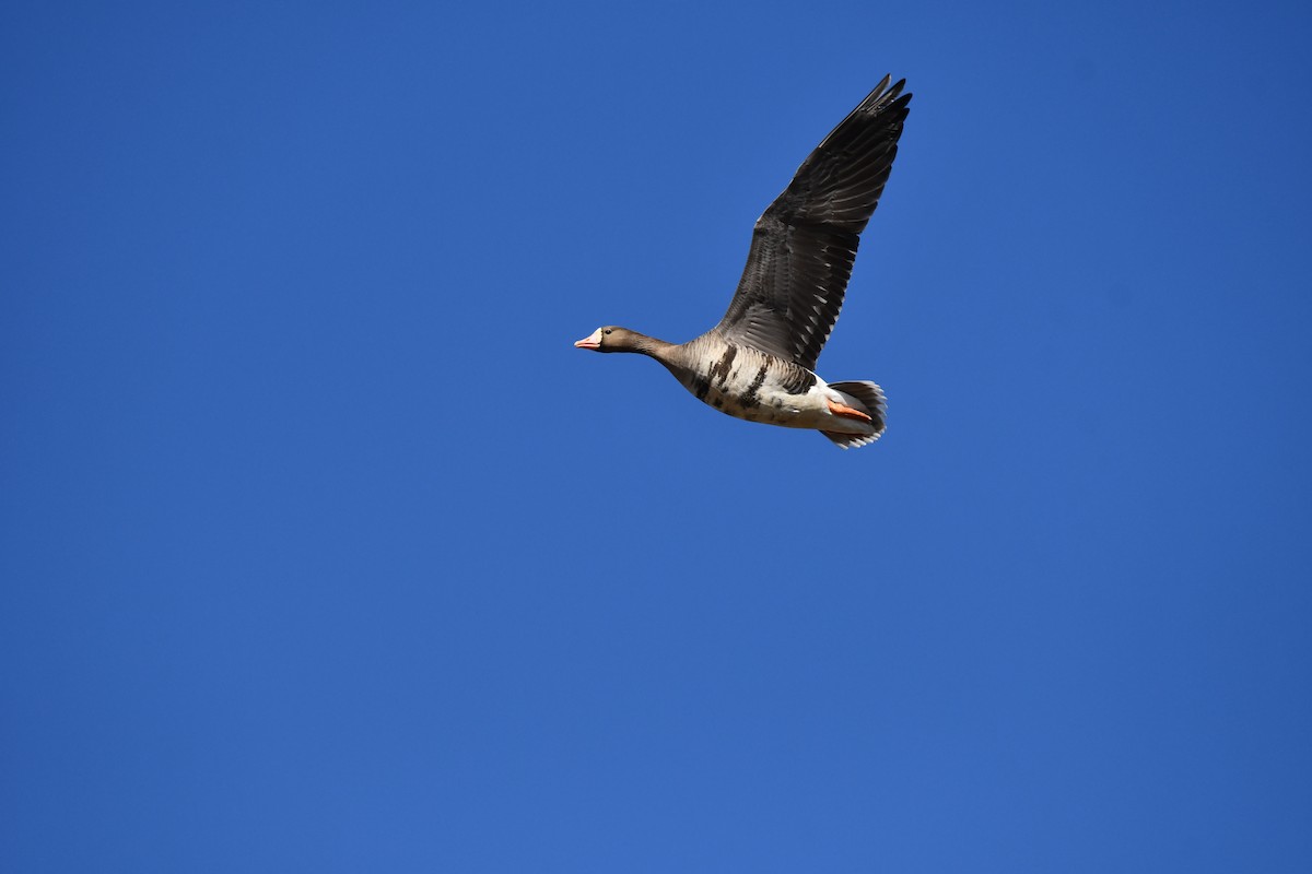 Greater White-fronted Goose - ML647337417