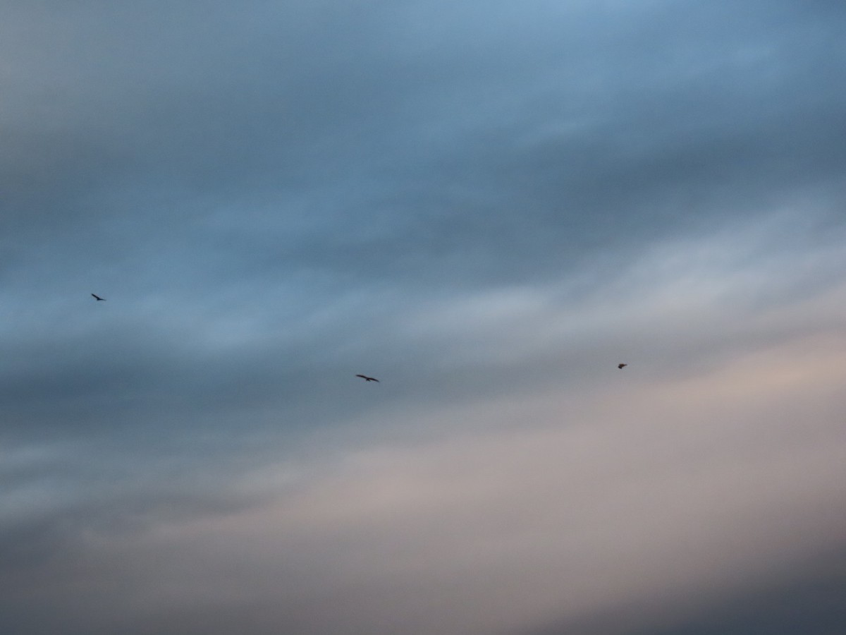 黑鳶 - ML647337418