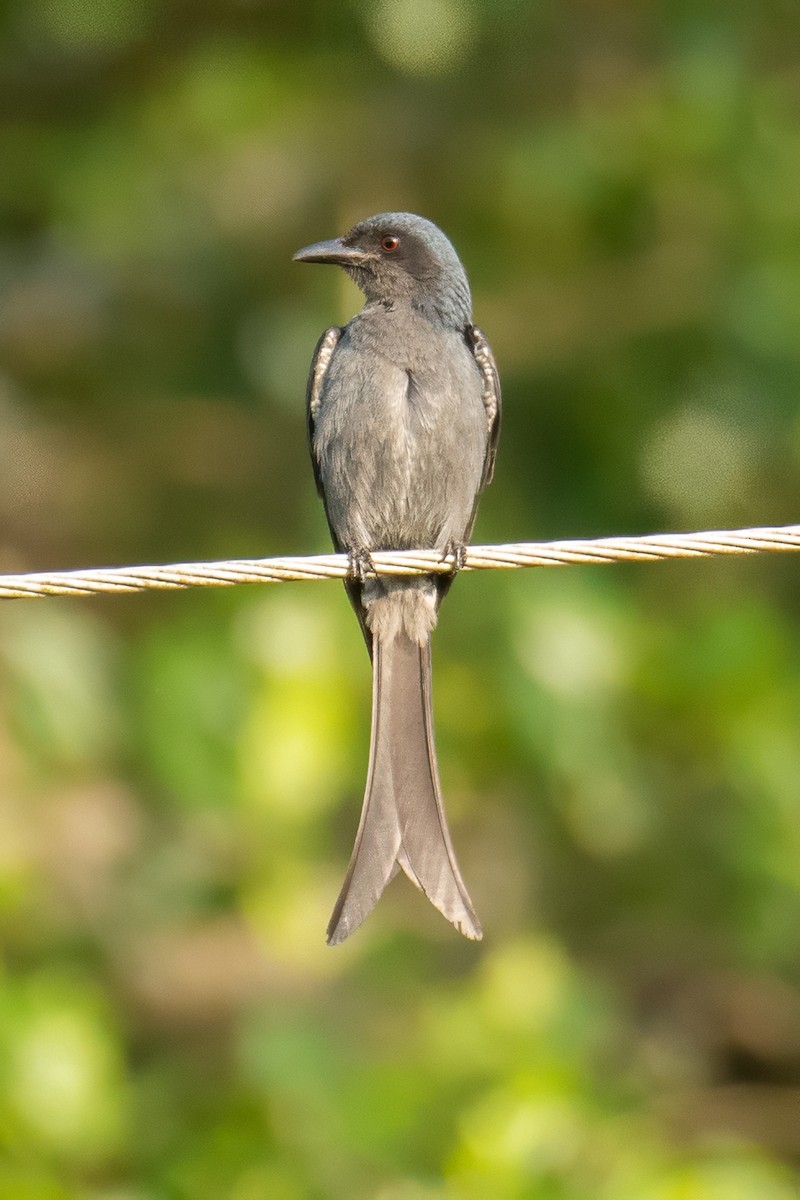 דרונגו עשנוני - ML647337419