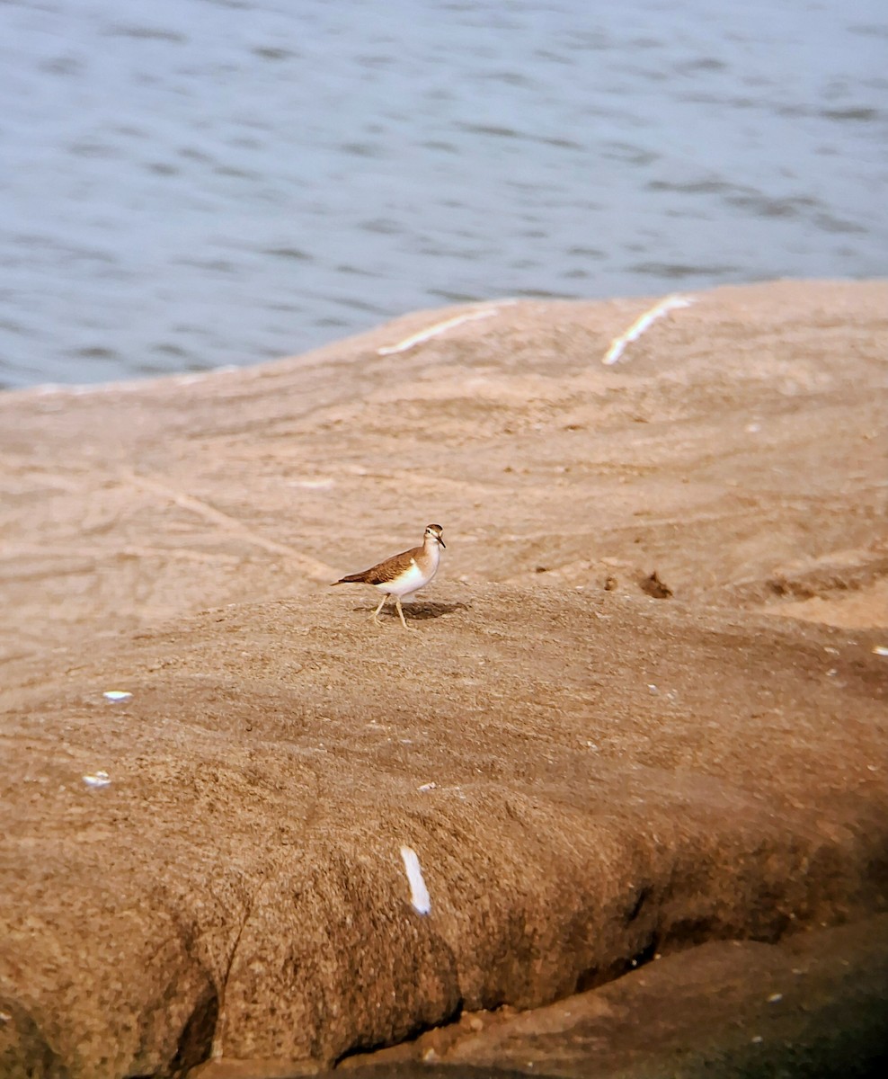 Common Sandpiper - ML647337422