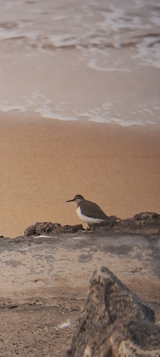 Common Sandpiper - ML647337423