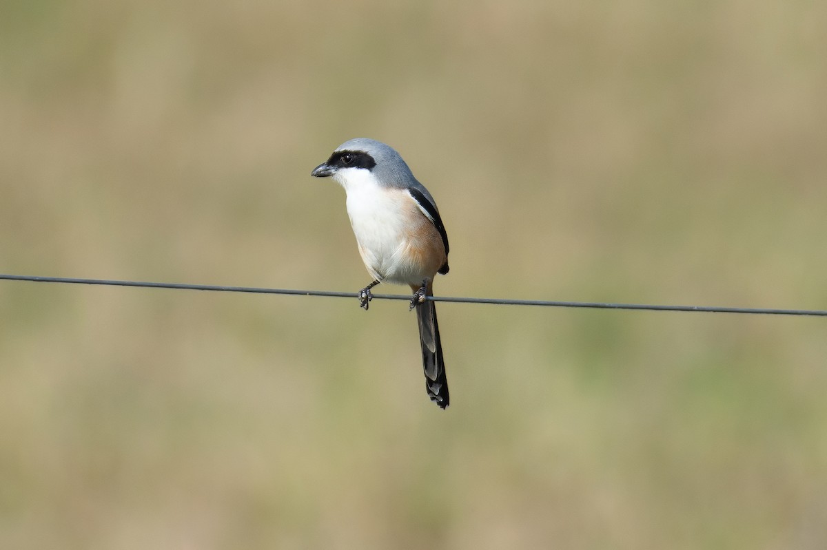 חנקן חלוד-גב - ML647337428