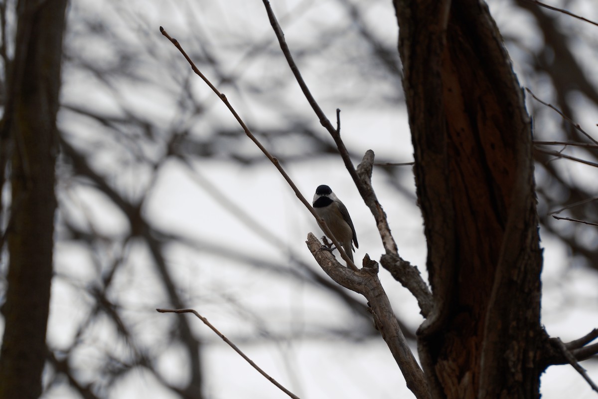 Carolina Chickadee - ML647337429