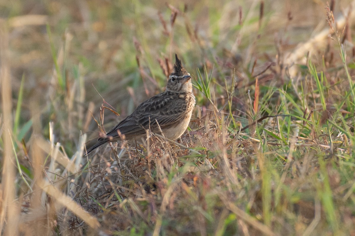 Malabar Lark - ML647337431