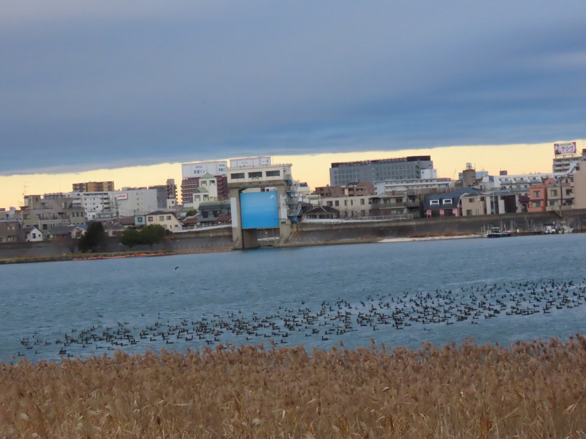 kormorán velký - ML647337438