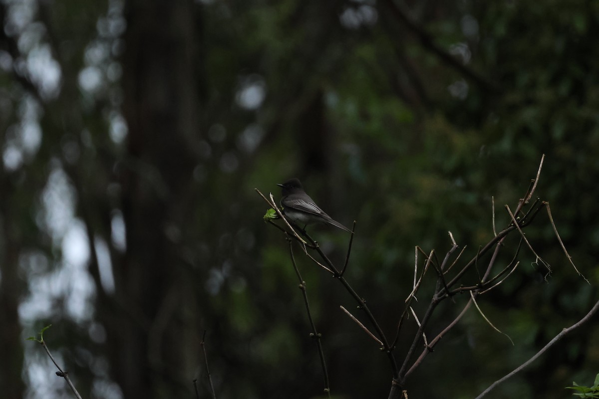 Black Phoebe (Northern) - ML647337441