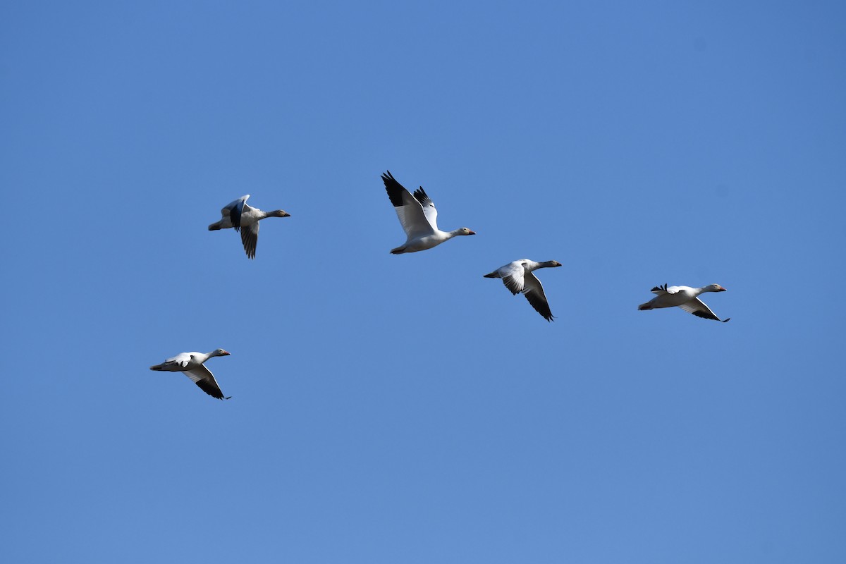 Snow Goose - ML647337442