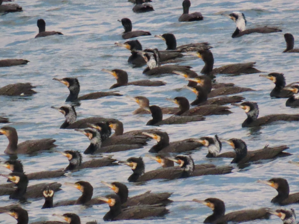 kormorán velký - ML647337443